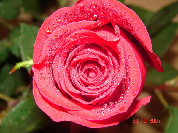 Тина Миронова