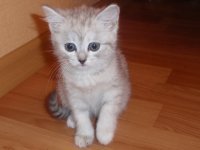 Денис Нелюбов