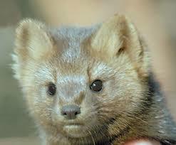 Игорь Соболев