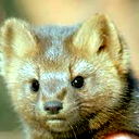 Игорь Соболев