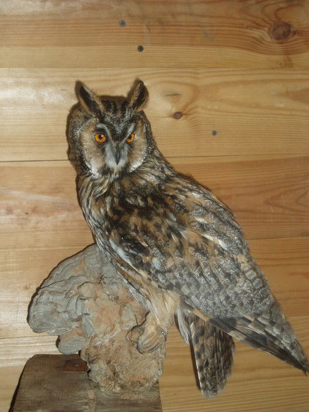 Андрей Шубин