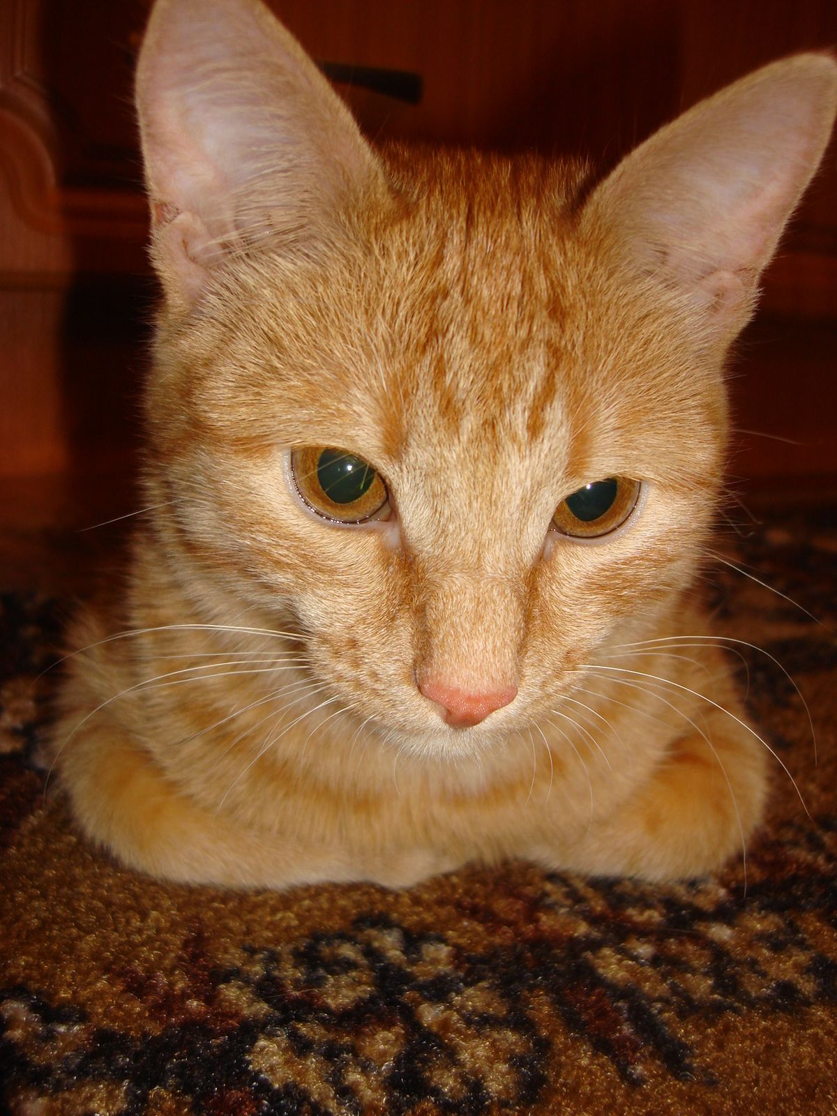 Новожилова Юля