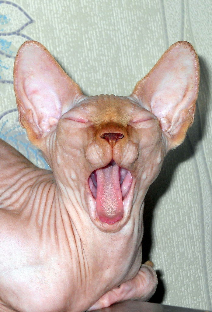 Алёна Чорная