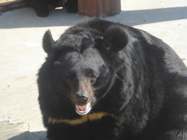 Иван Грозный