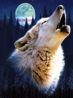 Юлия Пашковская