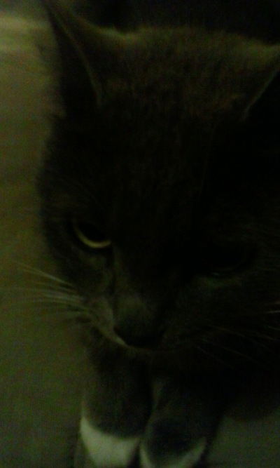 Роза Колотилова