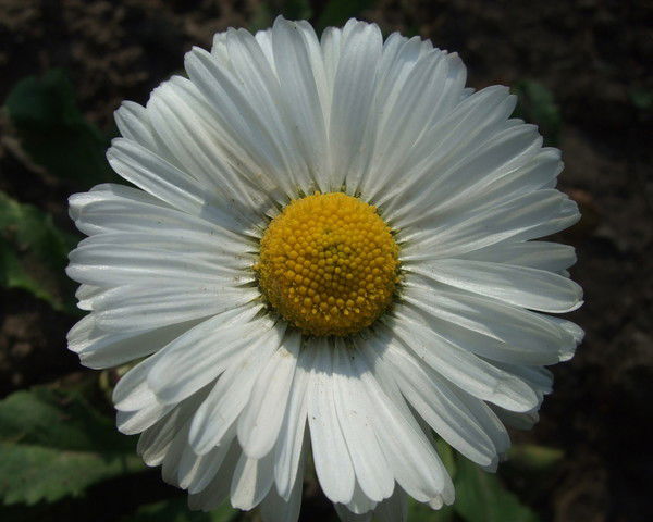 Самуил Лапидус