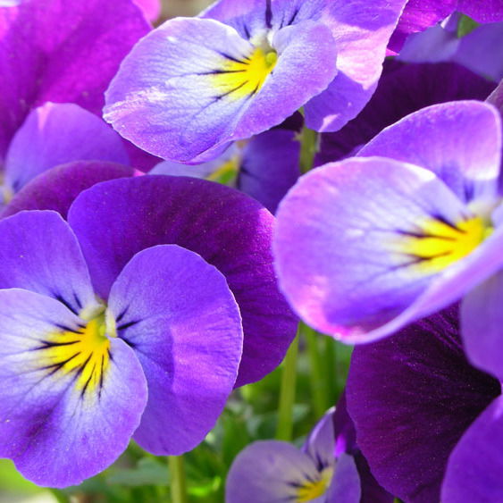 Татьяна Лобанова