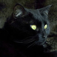 Дима Чижмак