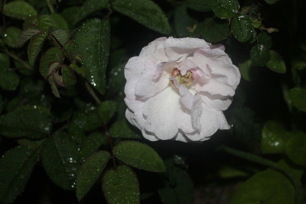 Марина Никитченко