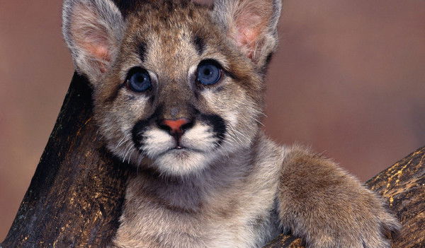 Татьяна Чистякова