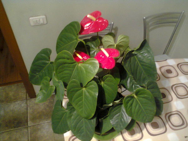 Ольга Ласкина