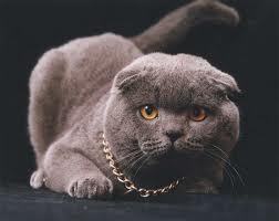 Асад Малышев