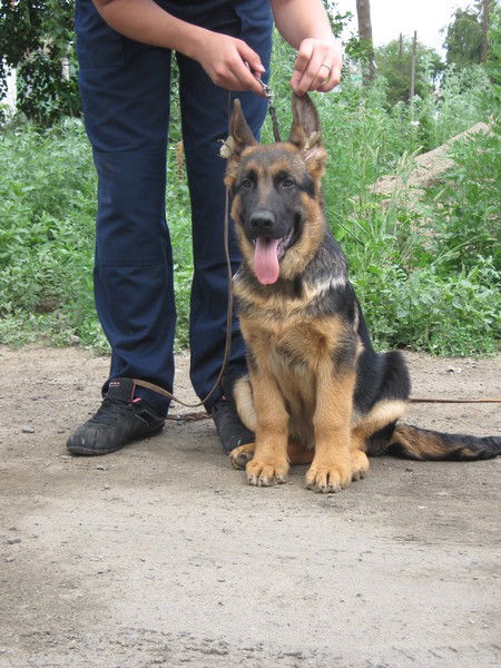 Галина Шафеева