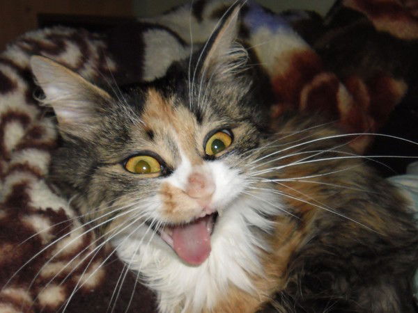 Фаина Белва