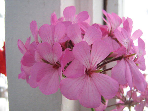 Алена Рудых