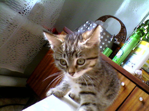 Светлана Рогачева