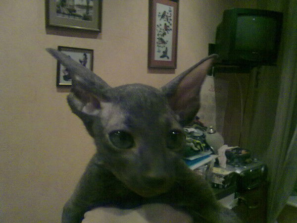 Александр Фарафонов