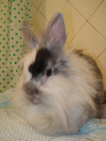 Сергей Шапель