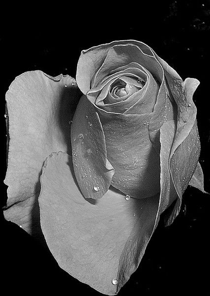 Ванна Басиста