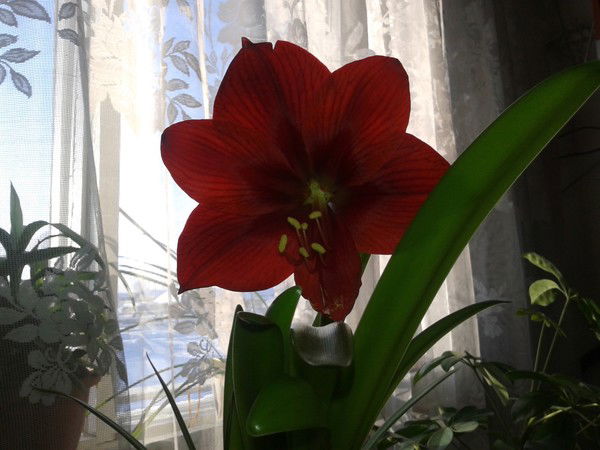 Лилия Захарова