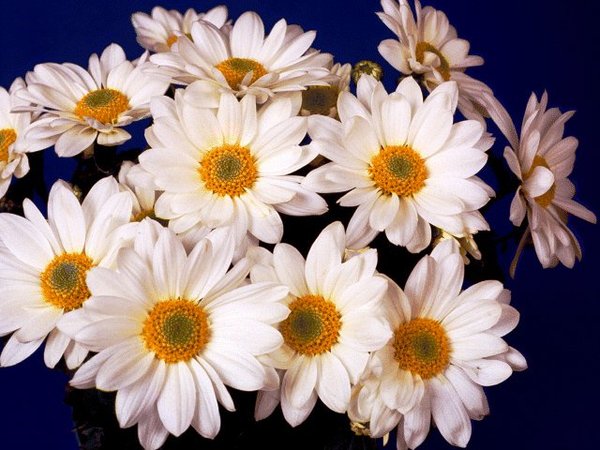 Дильбар Гарипова