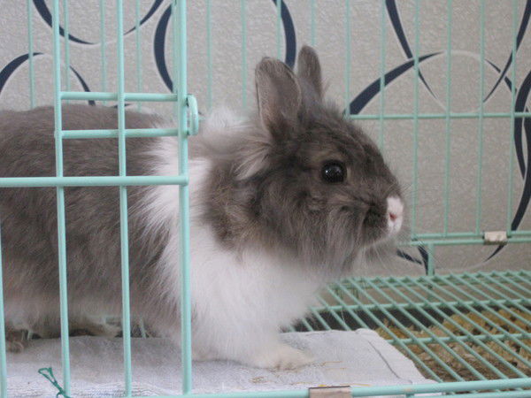 Группа 1 Kollon English