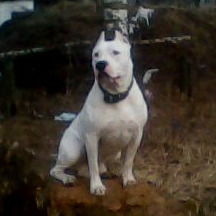 Николай Цыганков