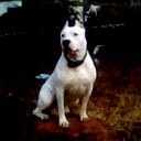 Николай Цыганков