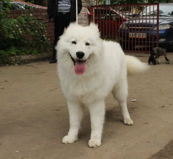 Светлана Григорьева