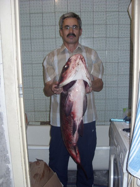 Тлявсин Мурат