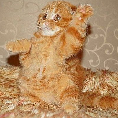 Елена Цыбульская