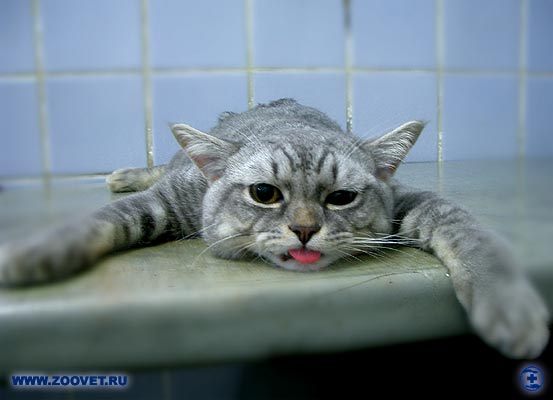 Алексей Иванов