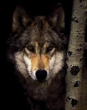 Огненный Жрец