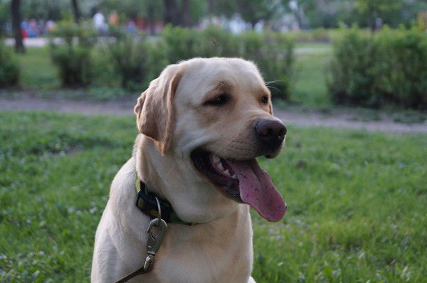 Ирина Шубникова