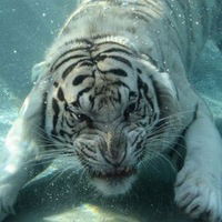 Мартин Матевосян