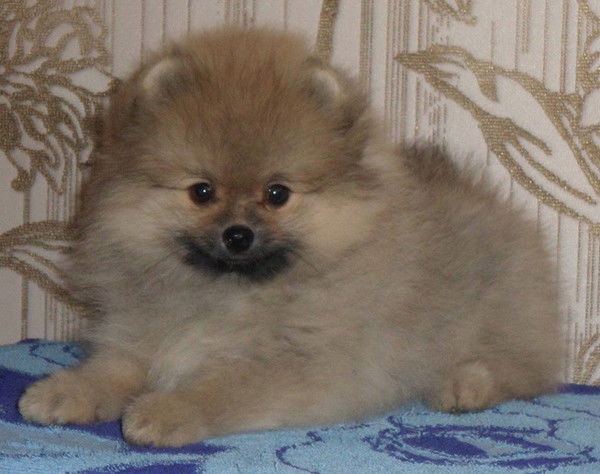 Наталья Каширина