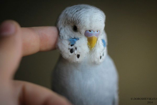 Влад Миронов