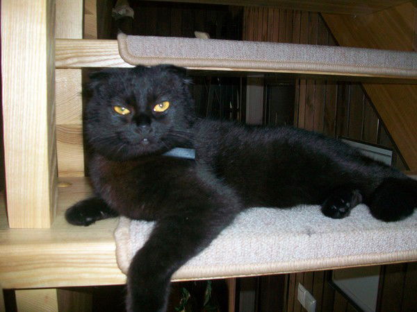 Елена Елена