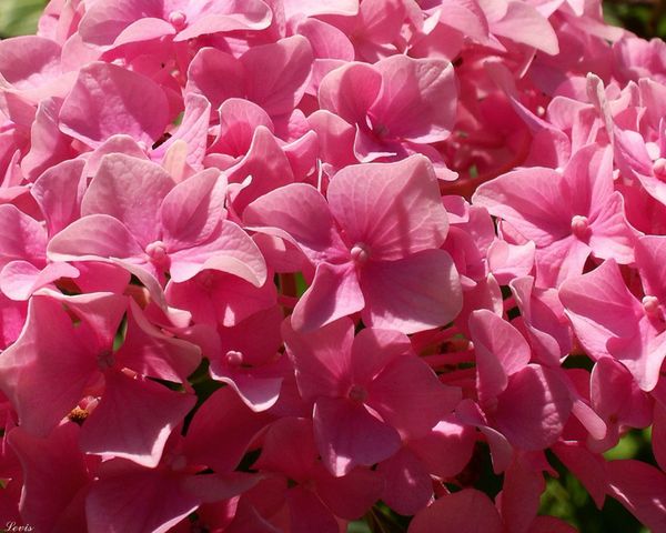 Галина Галина