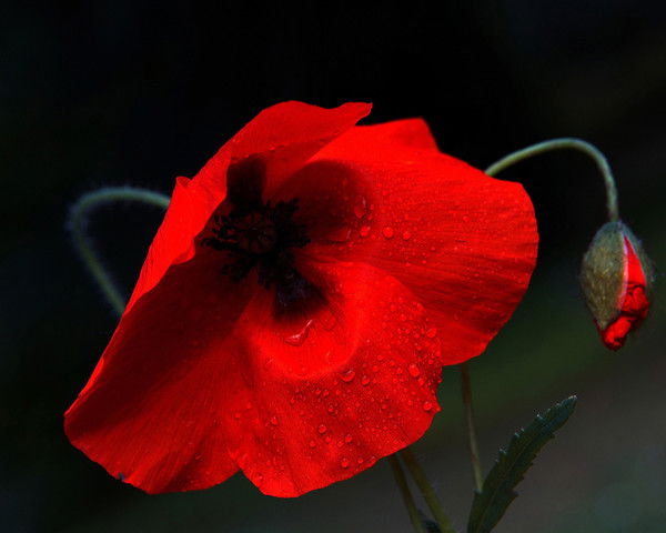 Дудуева Марина