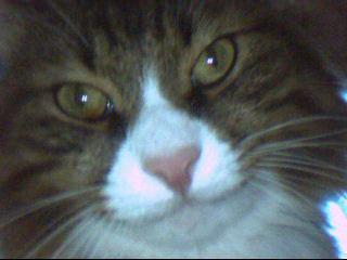 Фокс Фоксович