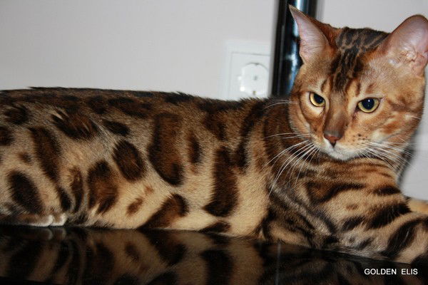 Татьяна Фоменко