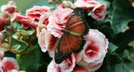 Галина Ерохина