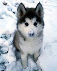 Вячеслав Светлаков