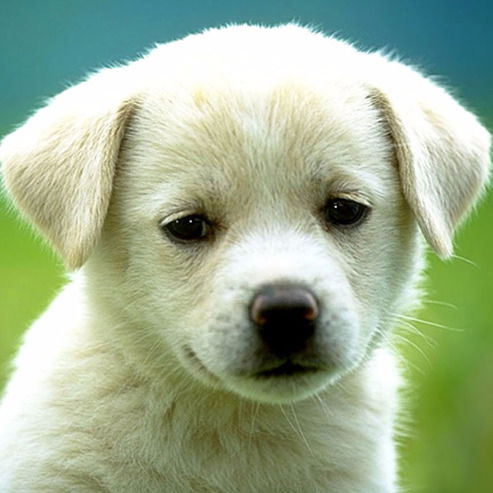 Татьяна Сиротенко