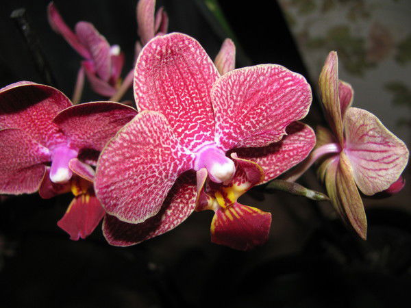 Надежда Иванова