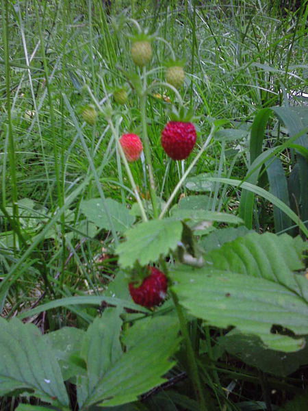 Первомайский Поссовет