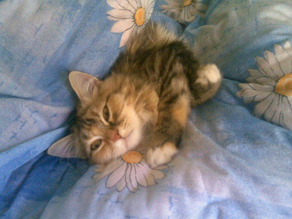 Елена Смирнова