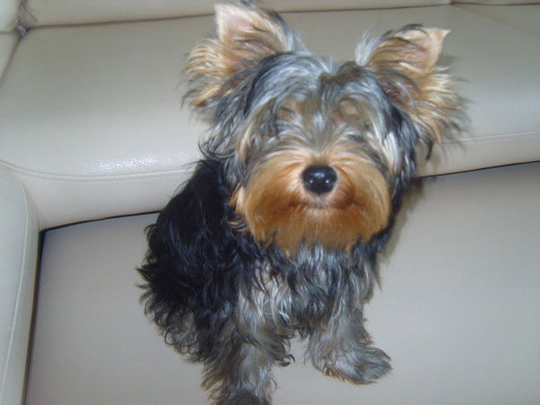 Денис Шумов